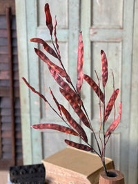 Chickory Pod Spray