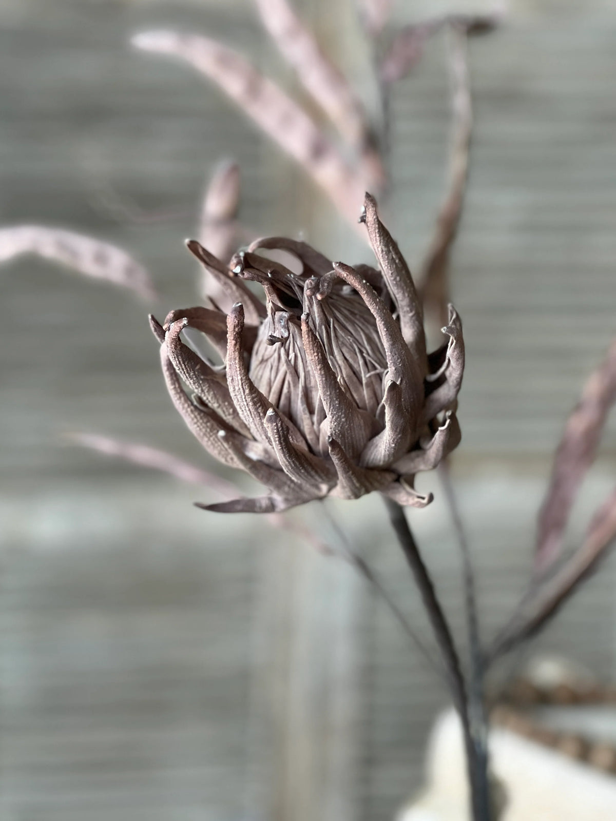 Scepter Protea Stem