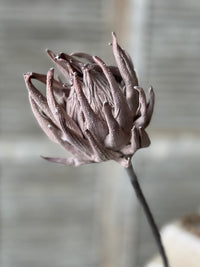 Scepter Protea Stem