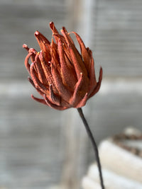 Scepter Protea Stem