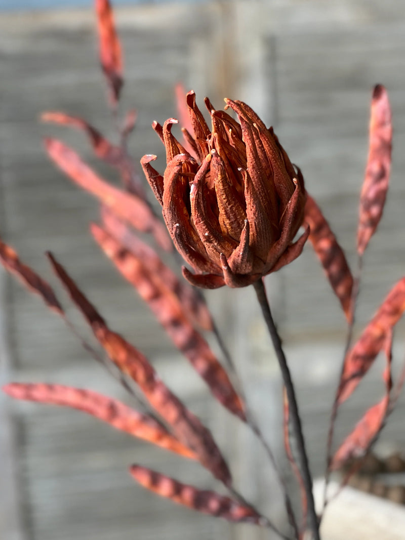 Scepter Protea Stem