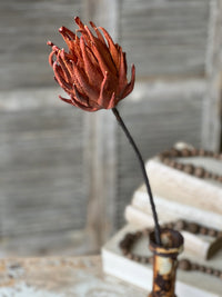 Scepter Protea Stem